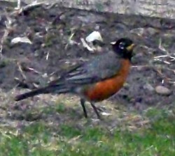 Robin Red Breast Poses