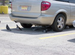 Pigeons seek shelter under parked cars