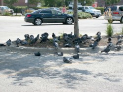 Pigeons seek shelter in shopping mall parking lot