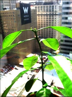 Grapefruit in Chicago Highrise Office