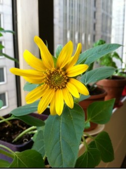 Sunflower In Highrise Office