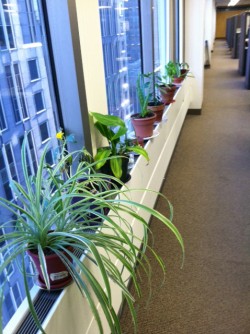 Window Sill Garden in Highrise Office