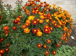 Marigolds