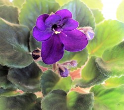 African Violet