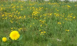 Dandelion Garden