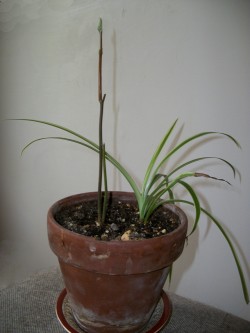 Potted Avocado and Spider Plant