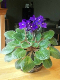 African Violets