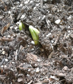 New Life Emerging