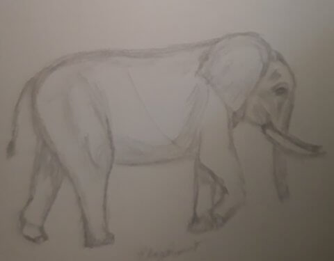 Elephant Sketch